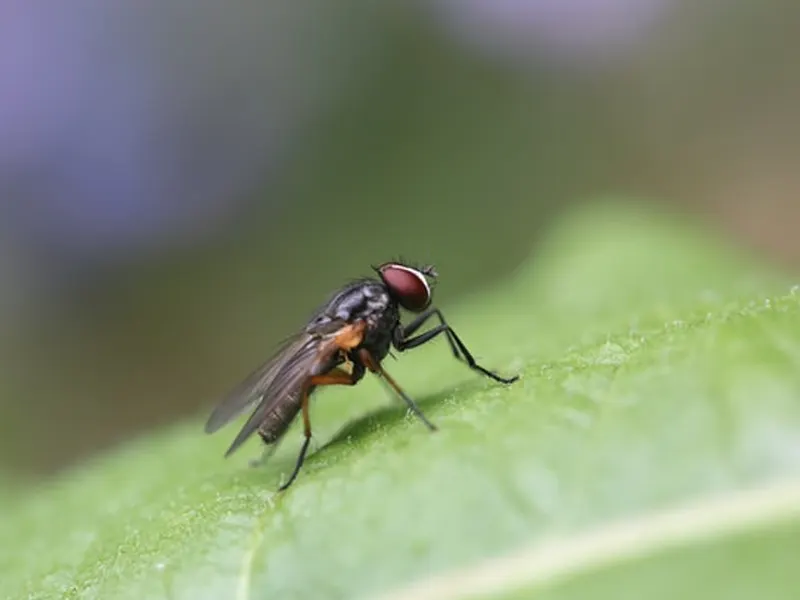 Mosca Doméstica