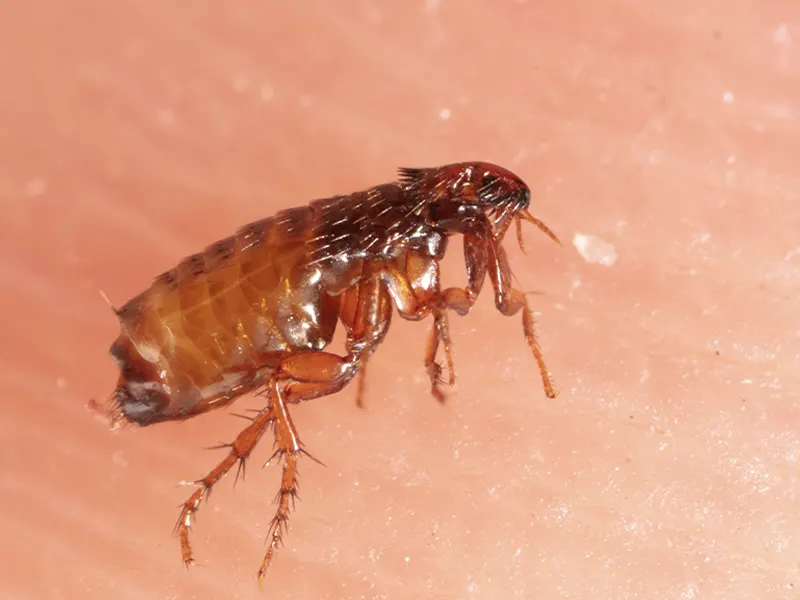9-pulga